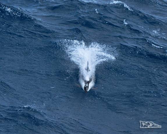 Parece um torpedo, mas é um golfinho dusky em alto mar, entre Falkland e Geórgia do Sul